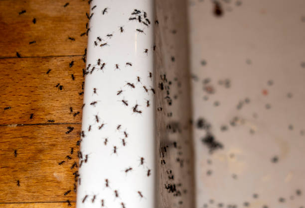 Reliable La Porte, TX Pest Control Solutions
