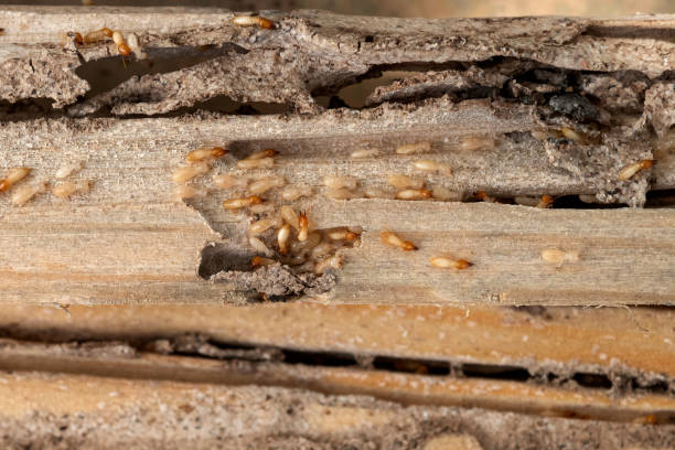Best Affordable Pest Control Services  in La Porte, TX